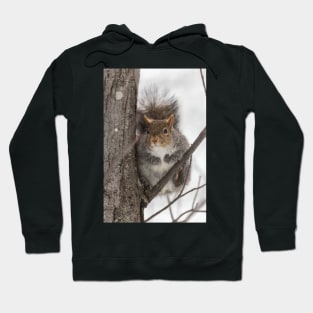 Large Grey Squirrel in a tree Hoodie